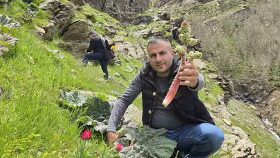 Dağların zirvesinde bahar bereketi: Bitlis’te ’yayla muzu’ mesaisi başladı