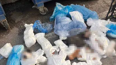 İzmir'de 33 kedinin vahşice katledilmesine yargıdan sert yanıt: Serbest bırakılan veteriner yeniden kelepçelendi