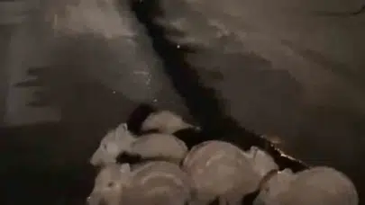 Gece yolculuğunda sürpriz karşılaşma: Elazığ’da sürücüleri şaşkına çeviren anlar