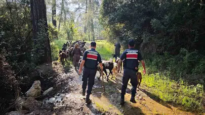 Sürüden ayrılan 41 keçinin izini sürdüler: Jandarma seferber oldu, hayvanlar sağ salim bulundu