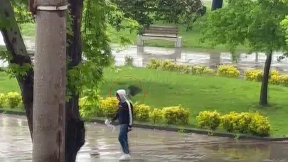 Ordu sahilinde "nöbetçi" karga: Yürüyüş yapanları hedef aldı, herkesi birbirine kattı