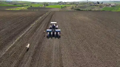 Trakya’nın bereketli topraklarında hummalı çalışma: Ayçiçeği tarlalarında drone destekli mesai