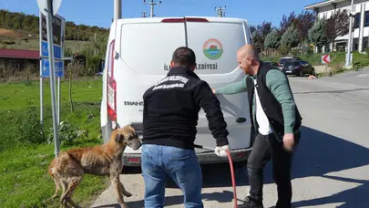Başkan Kurnaz’dan ilçe belediyelerine çağrı: Sokak hayvanları için ortak çözüm şart