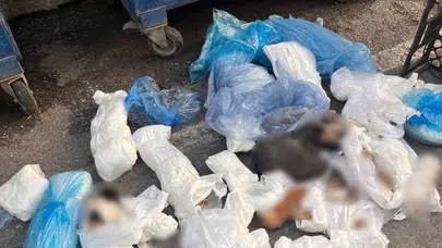 İzmir'de 33 kedinin vahşice katledildiği olayda flaş gelişme: Başsavcılık serbest bırakılan veteriner için harekete geçti