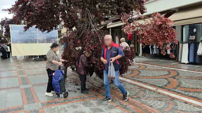 Fırtına Edirne’yi vurdu, vatandaş fırsata çevirdi: Devrilen ağaçtan bayramlık çıktı