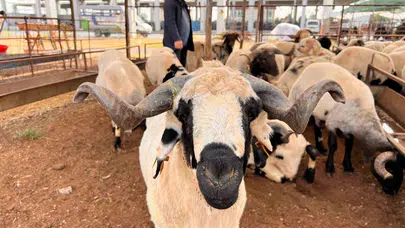 Kurban pazarlarında bayram öncesi sessizlik: Besiciler fiyatları kırdı, alıcı bekliyor