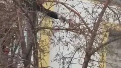 Sarıkamış’ta yürekleri ısıtan kurtarma operasyonu: Kanat çırpışları sonuçsuz kalınca imdadına itfaiye yetişti