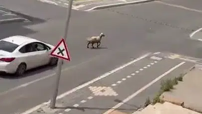 Kurbanlık koyun özgürlüğüne koştu: Diyarbakır trafiğinde nefes kesen kovalamaca