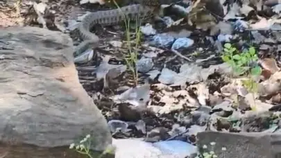 Tunceli’nin vahşi doğasında nefes kesen anlar: Objektifler o sahneyi yakaladı