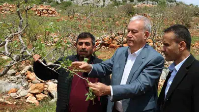 Gaziantep’in bereketli topraklarını vuran doğa olayı: Fıstık üreticisinin emeği bir gecede heba oldu