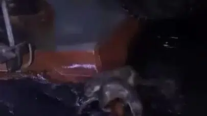 Gemlik sahilinde beklenmedik misafirler: İskelede balık ziyafeti çektiler