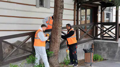 Talas’ta ağaçlar artık iğneyle korunuyor: Zararlılarla mücadelede yeni dönem