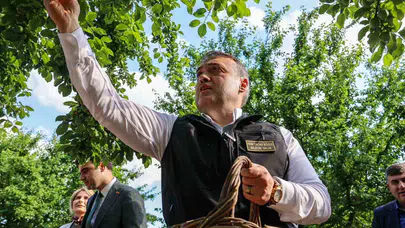 Bilecik’te baharın müjdecisi dallarda parladı: İlk hasat heyecanı yaşandı