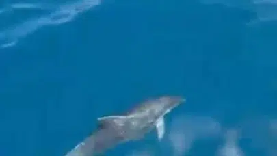 Alanya açıklarında mavi sulara neşe kattılar: Turistlerin şaşkın bakışları arasında dans ettiler