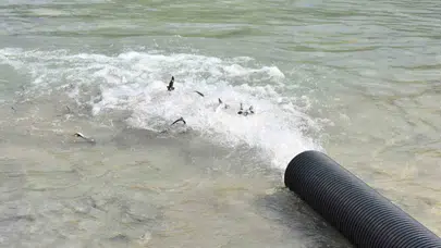 Karadeniz’in geleceği için kritik adım: 2 bin mersin balığı doğal ortamına kavuştu