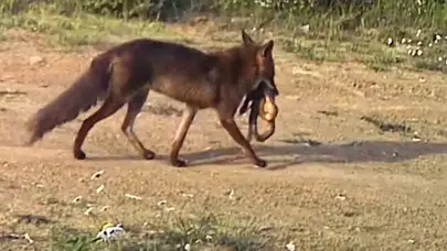 Ganos Dağları’nda nefes kesen anlar: Çakalın avı kameraya böyle yansıdı