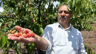 İki yıldır yüzü gülmeyen üreticinin umutları yağmurla eridi: Kiraz dalında çürüdü