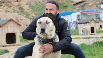Anadolu'nun gururu mevsim şaşkını: Kangallar iklim dengesizliğine yenik düştü