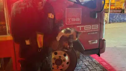 Sürücünün dikkati küçük dostumuzu hayata bağladı: Motor kaputundan gelen sesler herkesi harekete geçirdi
