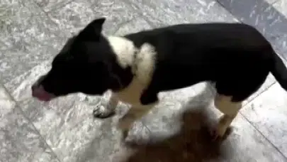 At sanan köpek Samsun'da fenomen oldu: Adımları görenleri şaşkına çeviriyor