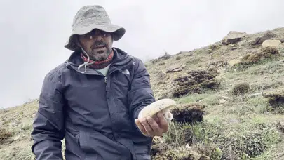 Dağların zirvesinde servet yatıyor: Kilosu 2 bin liradan alıcı buluyor