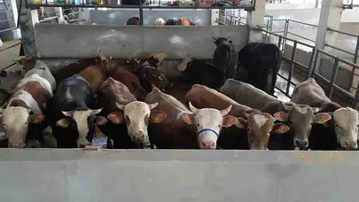 İnegöl’de kurban bereketi: Pazarda yer kalmadı, hayvanların yarısından fazlası satıldı