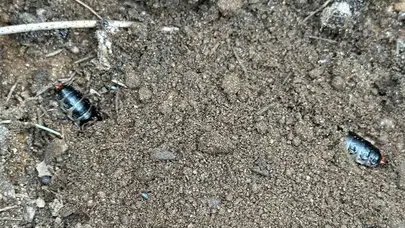 Ormanların sessiz düşmanına karşı laboratuvar destekli savunma: 1500 kahraman göreve başladı