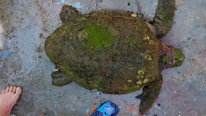 Denizlerin sessiz çığlığına Kuşadası’ndan yanıt: Ölümden dönen Caretta caretta için zamana karşı yarış