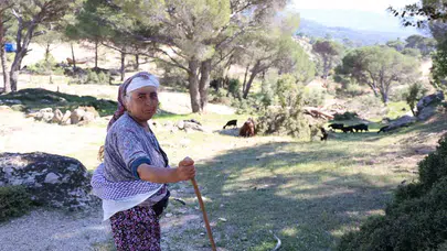 Dağların sessizliği Rukiye’nin çan sesleriyle bozuluyor: Son çoban pes etmiyor