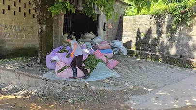 Yeşil altın sezona hızlı girdi: ÇAYKUR'da ilk gün bereketi