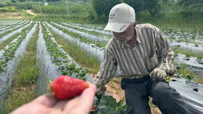 77 yaşında tarlaya girdi, servetini fideye yatırdı: Çilek üreticisinin 100 lira isyanı