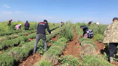 Edirne’de toprak kaderine terk edilmedi: Kıraç araziler mor çiçeklerle şifa dağıtıyor