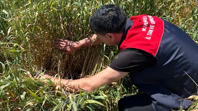 Tarlada bilinçsiz ilaçlama dönemi bitiyor: Kırklareli'nden üreticiye kritik uyarı