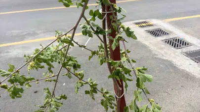 Siirt’te şaşkına çeviren anlar: Ağacı kırdı, meyvesini afiyetle yedi