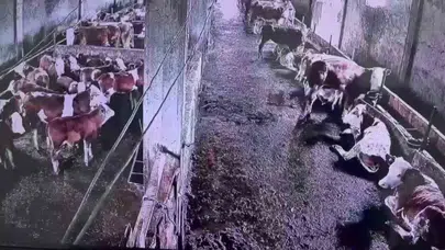 İnsanların fark etmediği sarsıntıyı onlar anladı: Ahırdaki panik anları kamerada