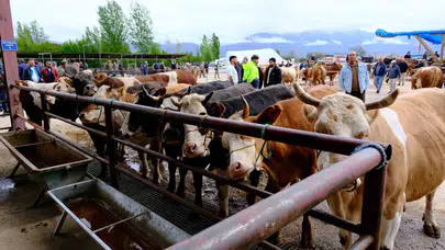 Erzincan’da bayram bereketi: Kurbanlık pazarında sıkı pazarlıklar başladı
