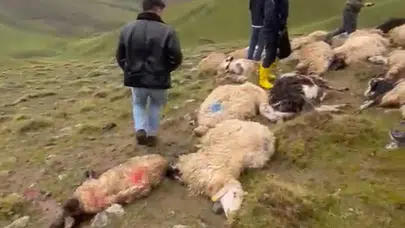 Doğa felaketi geçim kaynağını vurdu: Bir anda 30 koyununu kaybetti
