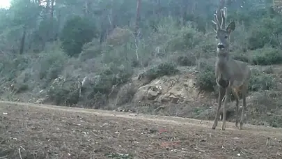 Ganos’un gizli sakinleri objektife takıldı: Doğanın kalbinde huzurlu anlar