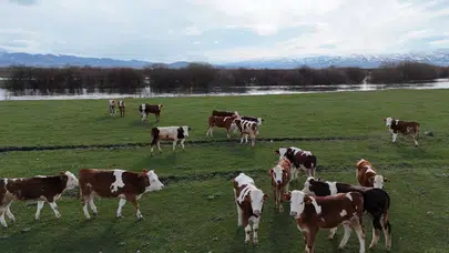 Ardahan’da bahar bereketi: Besiciler kışın yorgunluğunu meralarda atıyor