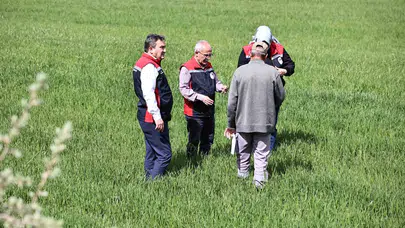 Sivaslı çiftçilere kritik uyarı: Tarlanızdaki sarı alarm verimi yarı yarıya düşürebilir