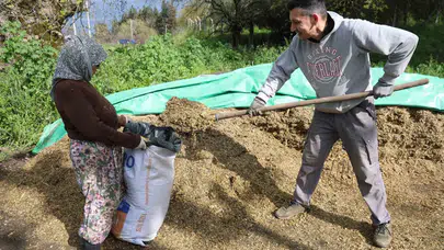 Aydın’da yüzler gülüyor: Kuraklık bitti, meralar yeniden hayvancılığın kalbi oldu