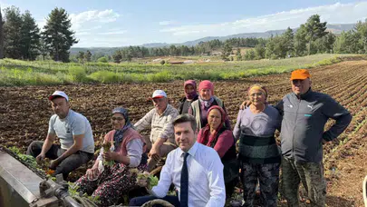 Başkanlar makamdan tarlaya indi: Tütün fidesi dikip üreticinin derdini dinlediler