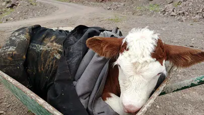 Sason dağlarında vicdan nöbeti: Ölümden dönen buzağıyı sahibine kavuşturdu