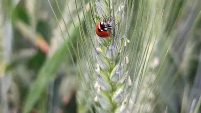 Salihli'de buğday üreticisine 'ilaçlama' freni: Faydalı böcekleri koruyun