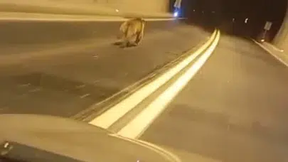 Giresun’da gece yolculuğu korku dolu anlara sahne oldu: Tünel içinde ayı ile burun buruna geldiler