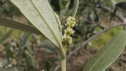 Zeytin bahçelerinde alarm zilleri çalıyor: Verimi korumak için harekete geçin