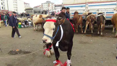 Kars’ta son dakika bereketi: 700 kiloluk şampiyon düve pazarın gözdesi oldu