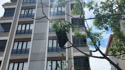 Beton yığınları arasında doğa sürprizi: Ataşehir’de ağaçları mesken tutan arı kolonisi şaşkınlık yarattı