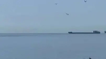 Marmara’da sürpriz ziyaret: Sahil şeridinde yunus şöleni yaşandı