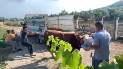 Kurbanlık boğa dehşeti: 6 kişiyi peşinden sürükledi, tek vuruşta yere serdi